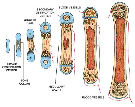 How The Boner Grows